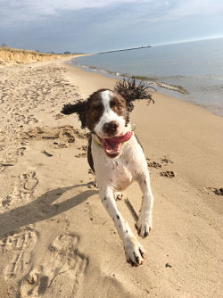 Panting Dog running along a beach shore